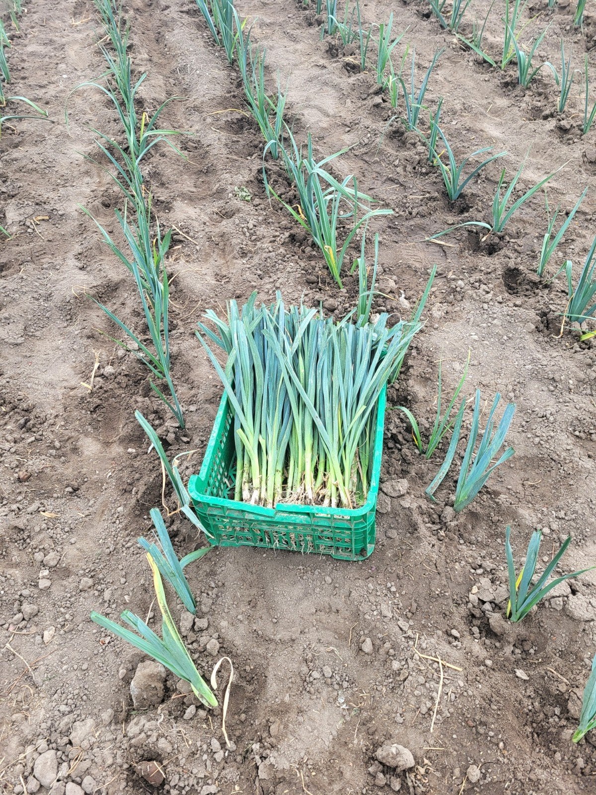 preiplanten (winter), Ophalen, Eenjarig, Volle zon