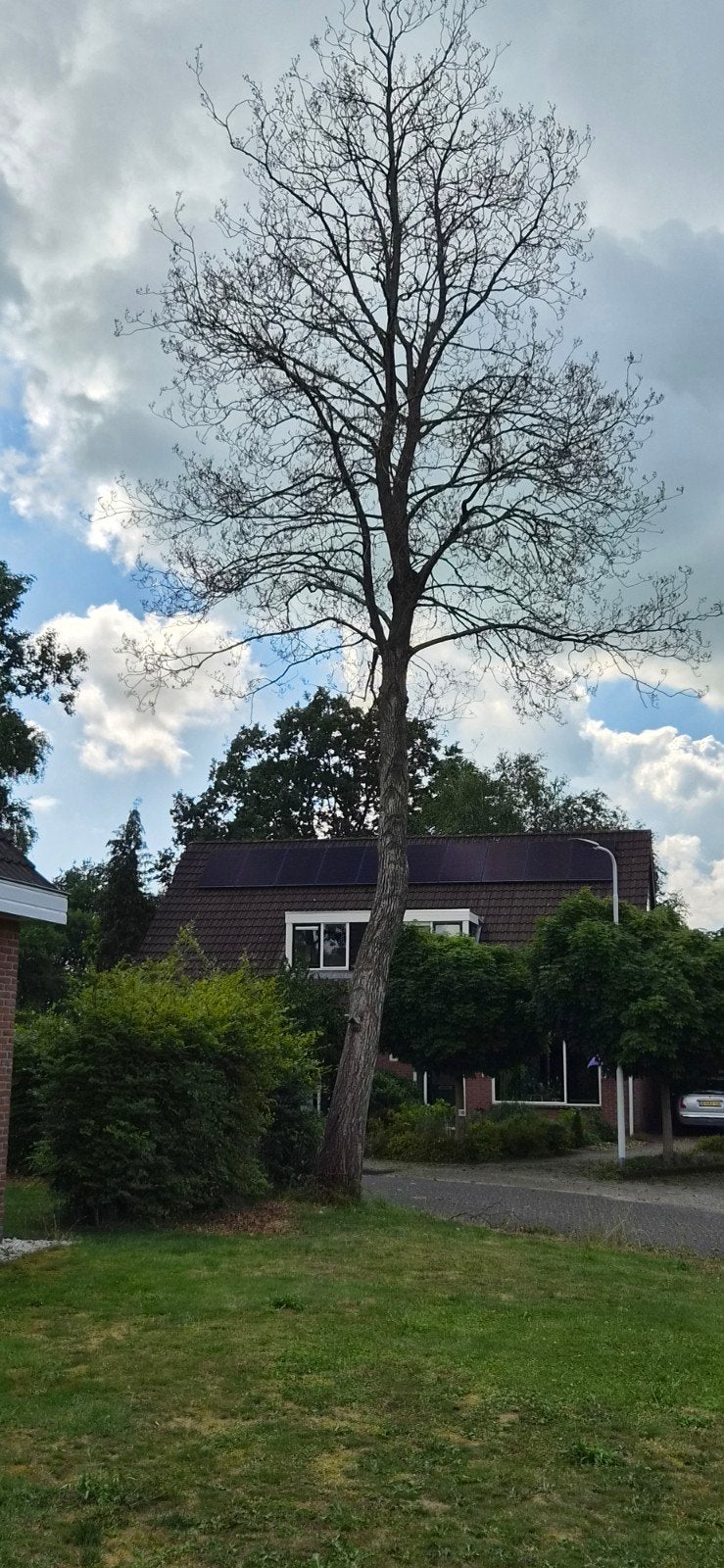 Hoge boom met kale takken, Tuin en Terras, Planten | Bomen, Ophalen, Bloeit niet, Volle zon, Overige soorten