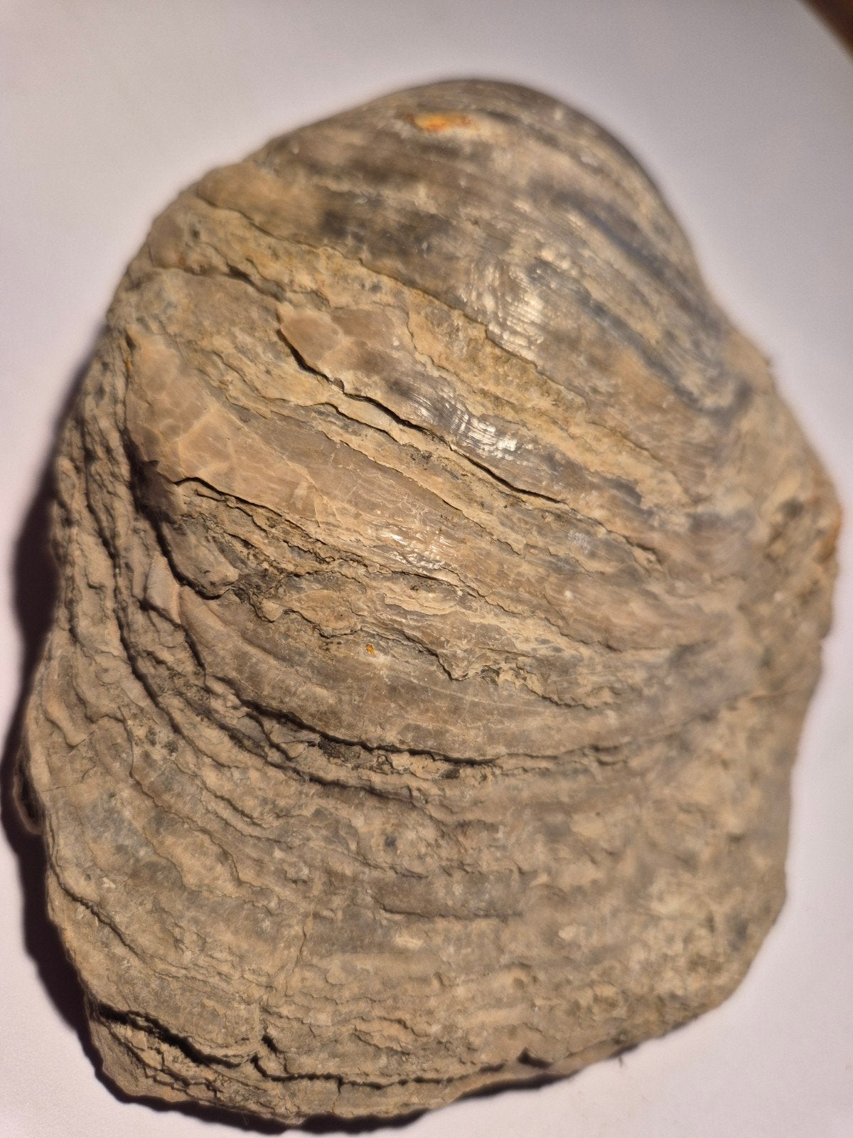 mooie Gryphaea (oester) uit Frankrijk., Ophalen of Verzenden