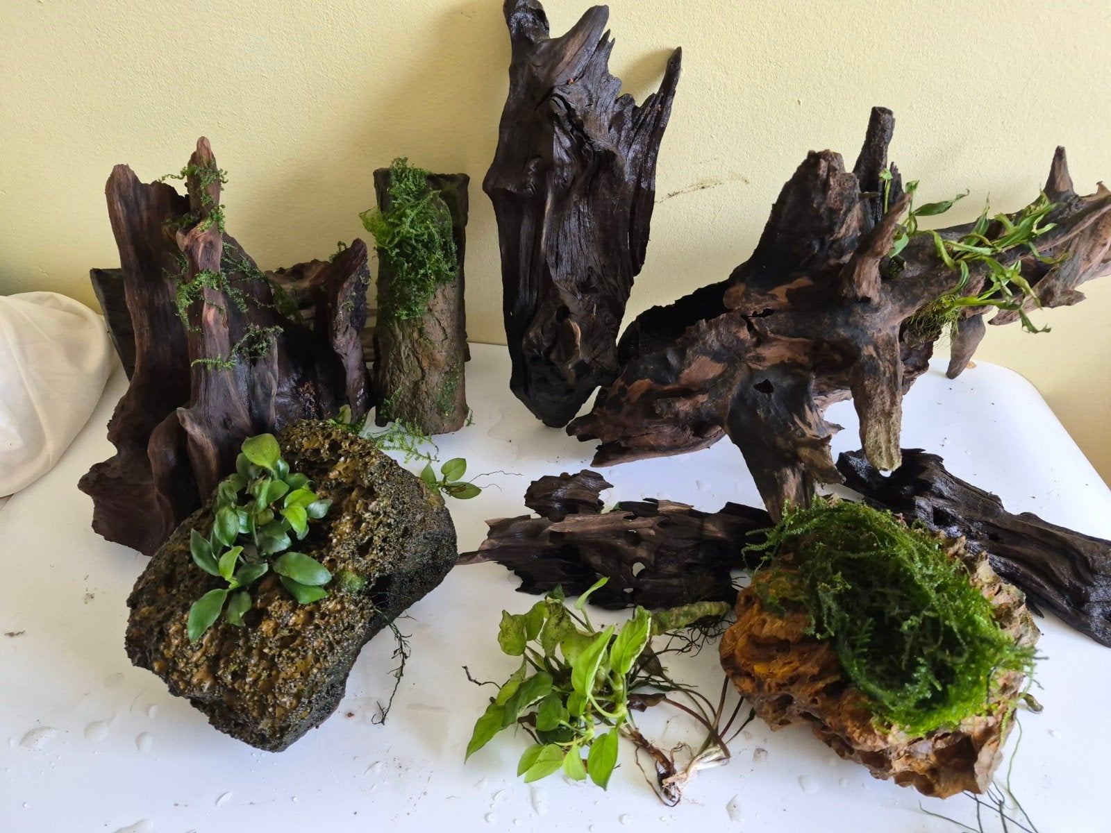 Aquarium hout & planten, Ophalen, Gebruikt, Plant(en), Steen of Hout