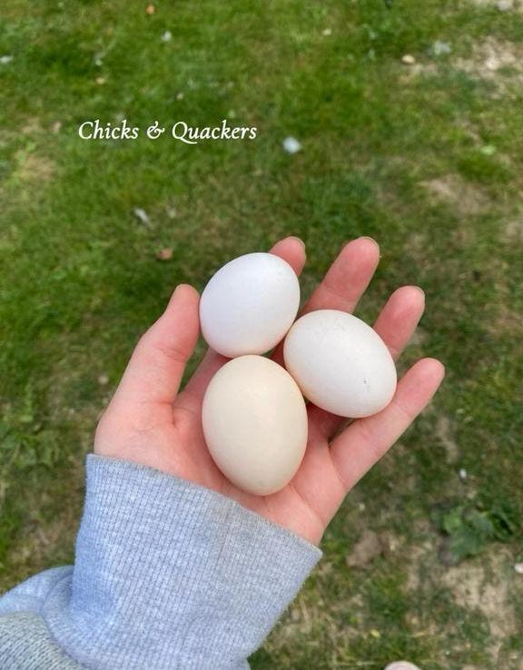 Cochin kriel broedeieren - Raszuiver!🥚, Dieren en Toebehoren, Pluimvee, Geslacht onbekend, Kip