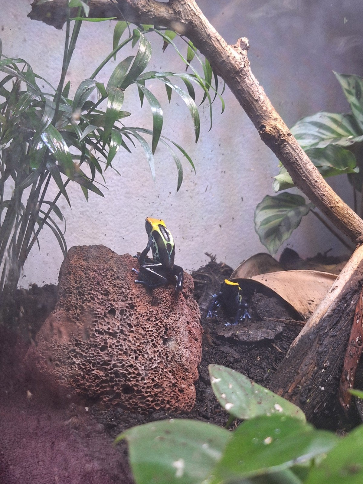 1.1 schilderskikkers koppel ruilen diverse reptielen