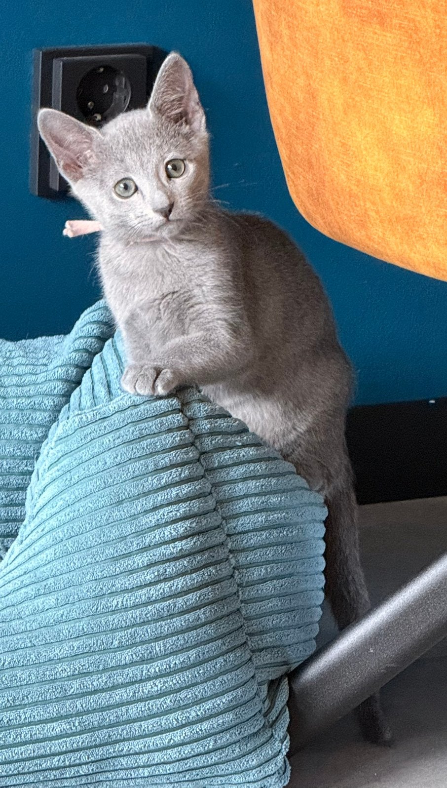 Russian Blue (Blauwe Rus) kittens, Poes, Met stamboom, 0 tot 2 jaar