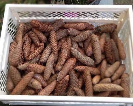 Lange dennenappels 100 stuks, Tuin en Terras, Ophalen of Verzenden, Volle zon