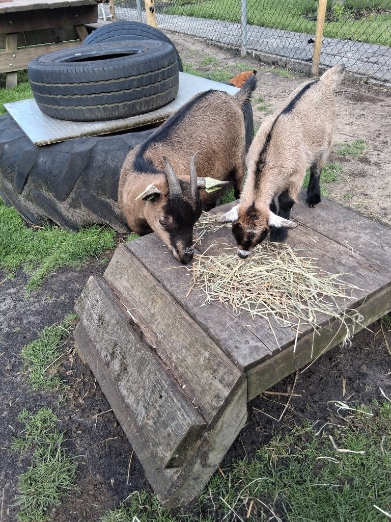 dwerggeiten met lammeren, Dieren en Toebehoren, Schapen, Geiten en Varkens, Vrouwelijk, Geit, 0 tot 2 jaar