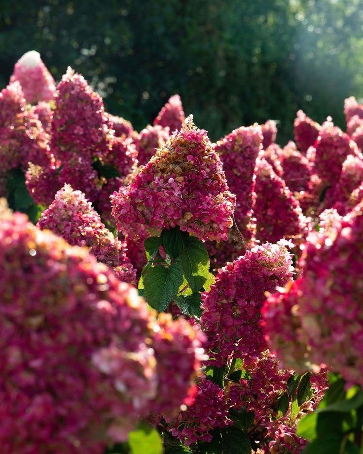 VADERDAGTIP: mooie soorten Hortensia in pot!, Ophalen, Hortensia, Minder dan 100 cm