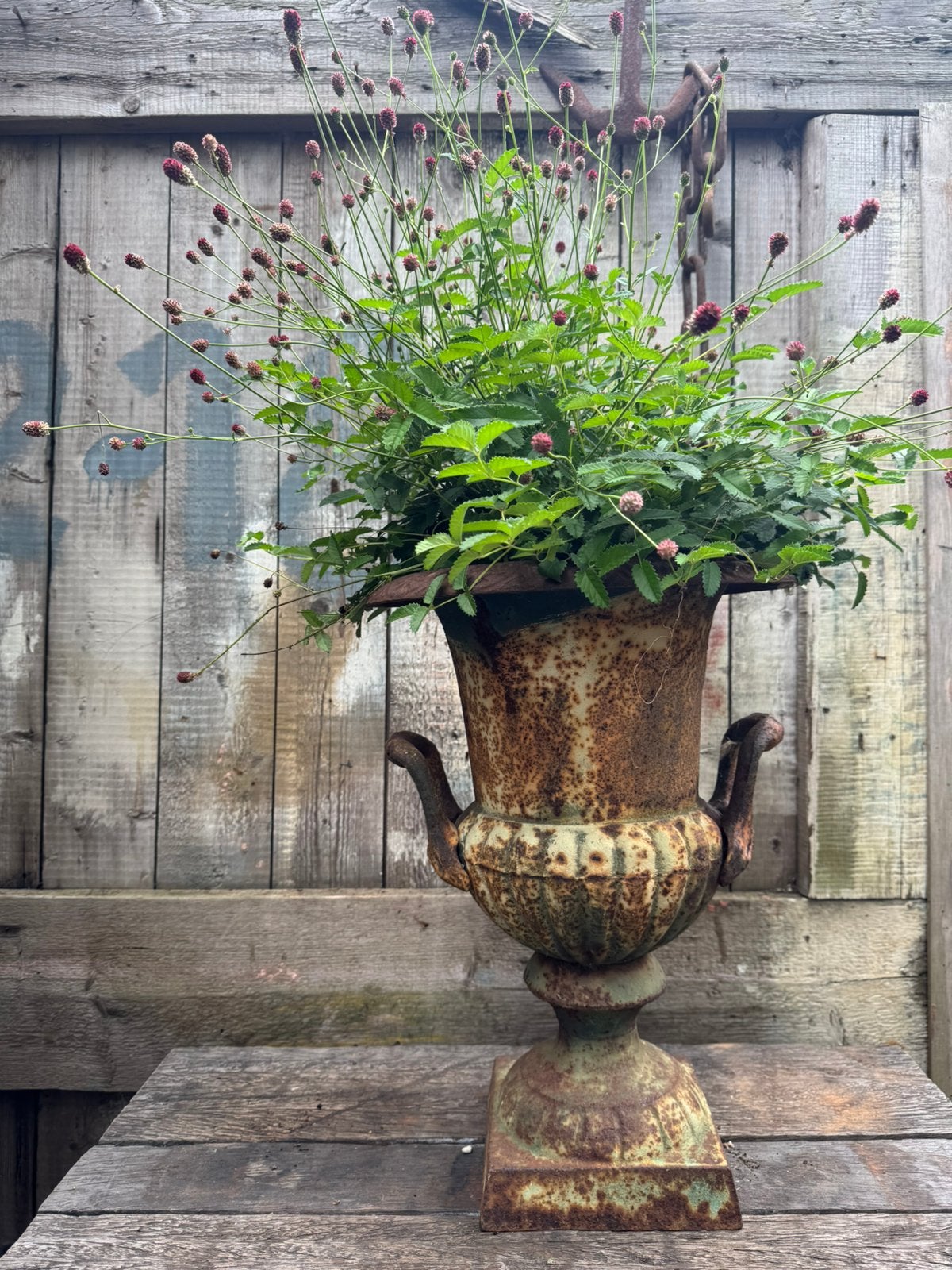 Tuinvaas gietijzer plantenpot, Ophalen