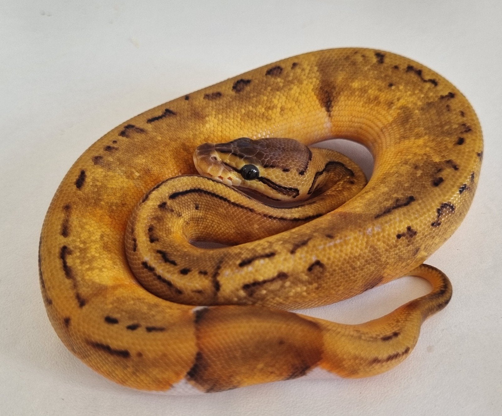 0.1 enchi pinstripe piebald low white koningspython, Dieren en Toebehoren, Slang, 0 tot 2 jaar