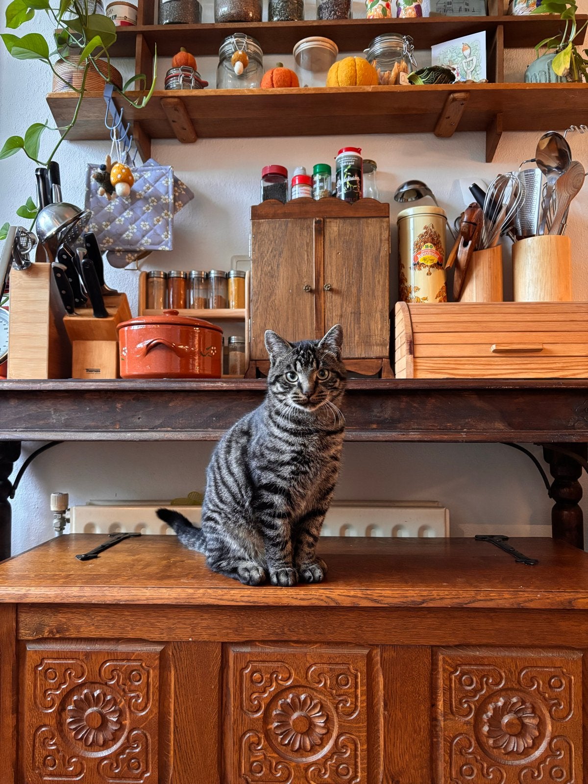 Lieve kater zoekt nieuw huisje, Kater