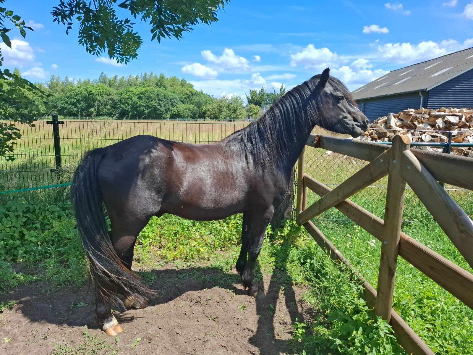 4 jarige hengst, Dieren en Toebehoren, Paarden, Hengst, 0 tot 2 jaar