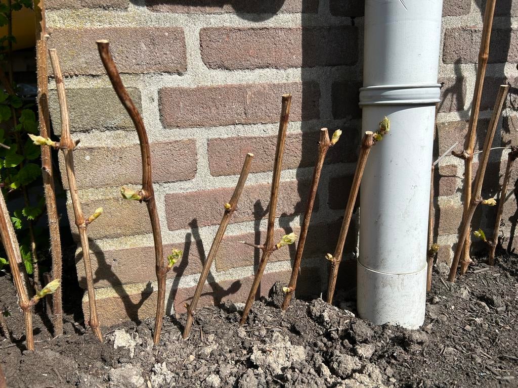 Pitloze druivenstekken, heerlijke druif!, Ophalen, Vaste plant, Fruitplanten