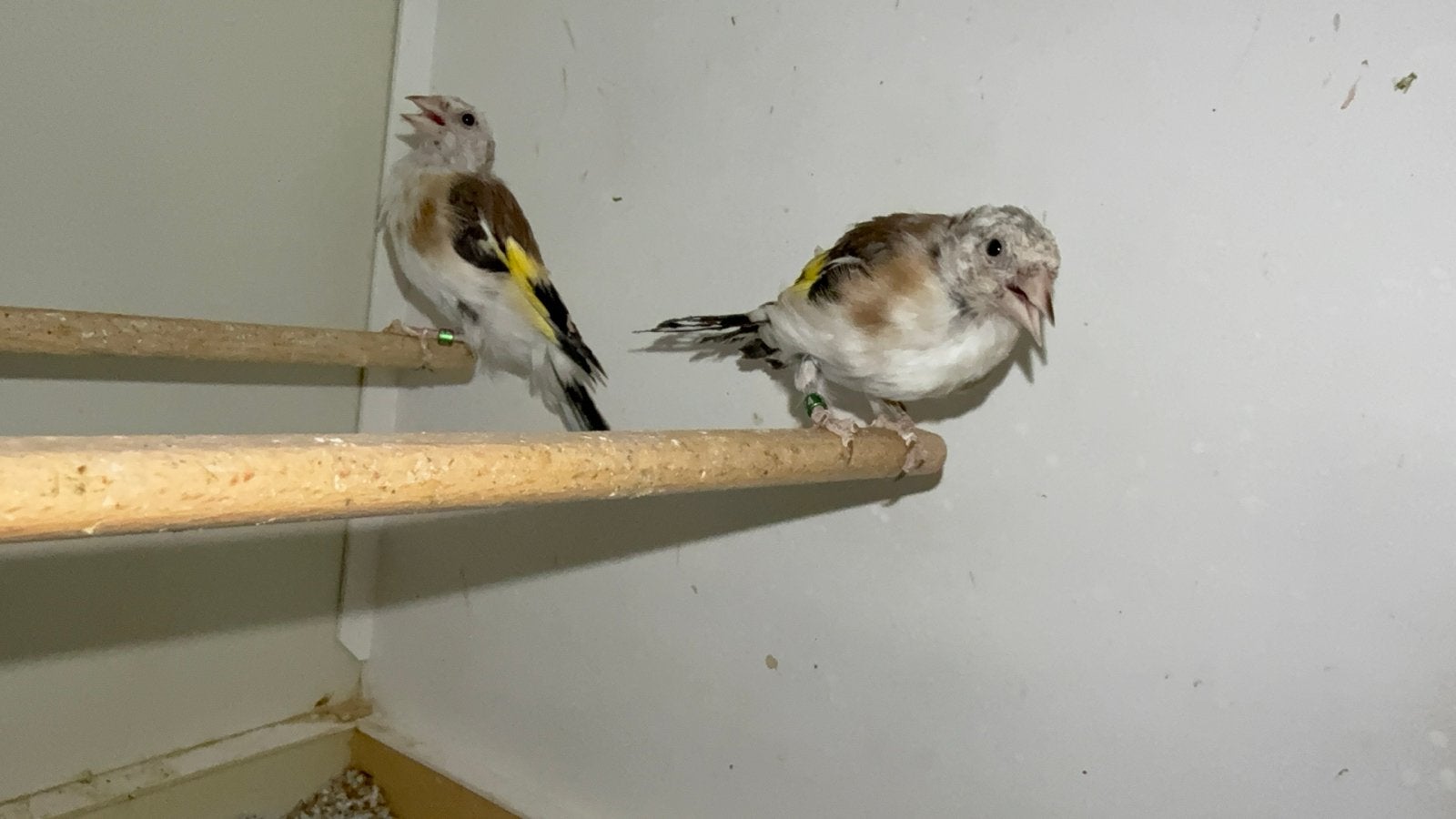 Majoor putter 2026, Dieren en Toebehoren, Mannelijk, Wildzangvogel