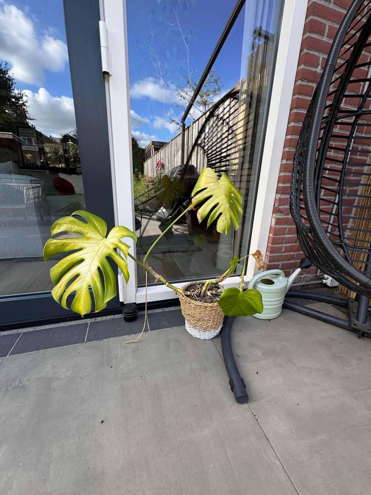 Gratis Monstera op te halen, Huis en Inrichting, Ophalen, Overige soorten, Halfschaduw, Minder dan 100 cm