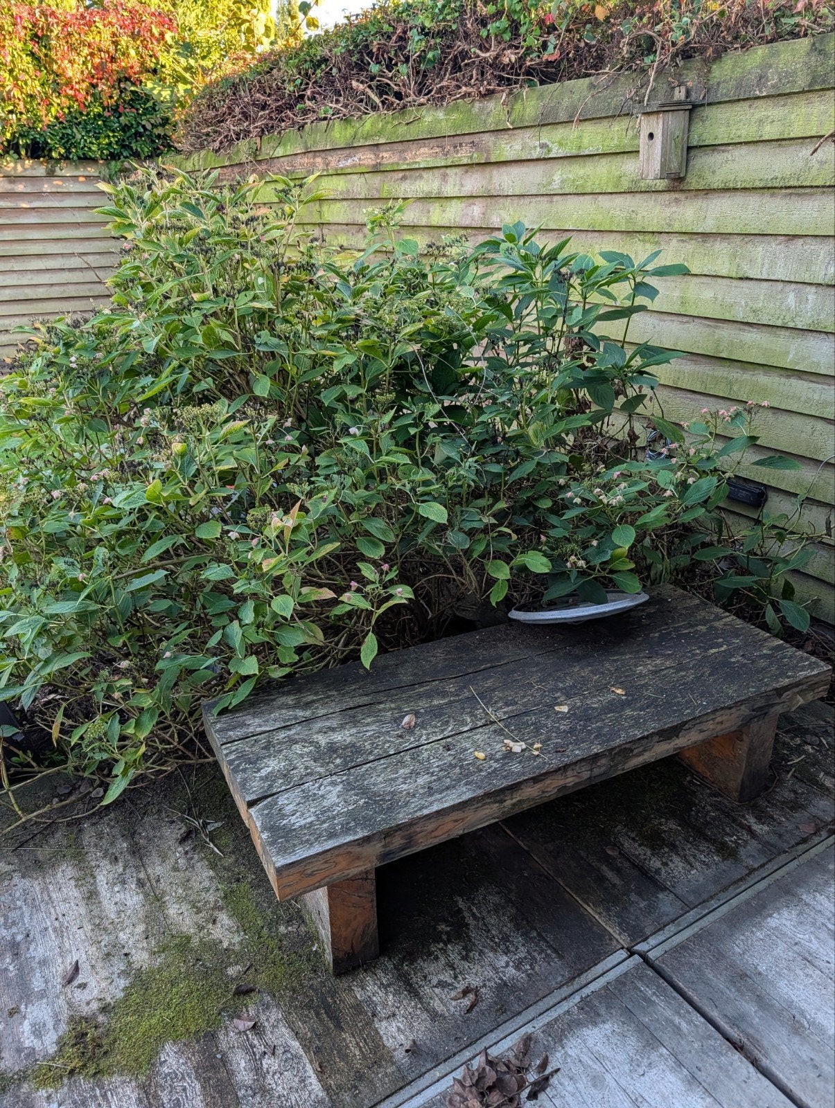 Grote Hortensia gratis af te halen (zelf uitgraven), Tuin en Terras, Vaste plant, Halfschaduw, Zomer, Ophalen