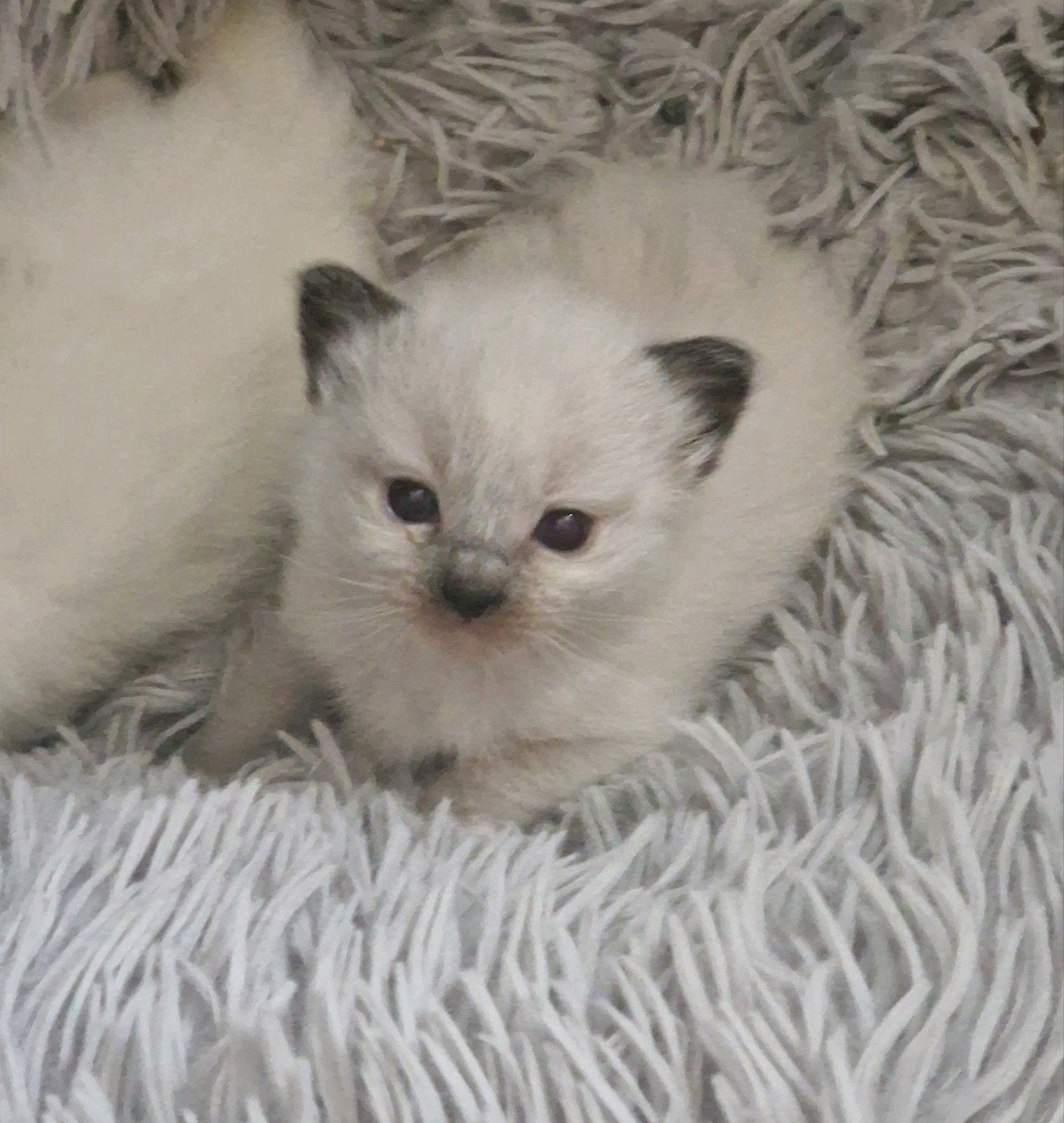 Prachtige Ragdoll kittens uit geteste ouders, Meerdere dieren, Gechipt, 0 tot 2 jaar