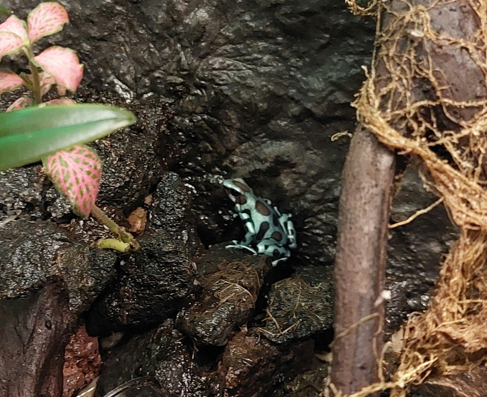 Vrouwtje Dendrobates auratus (El cope) Frog photo 3
