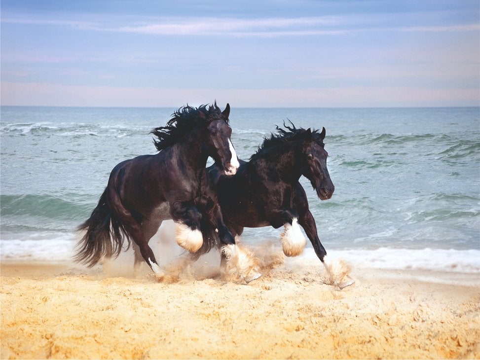 Paarden vlies fotobehang Shire 375x270cm - Ook op maat, Verzenden, Fotobehang