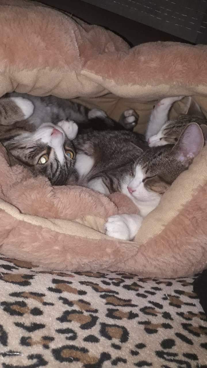 Kater, Dieren en Toebehoren, Kater, 3 tot 5 jaar