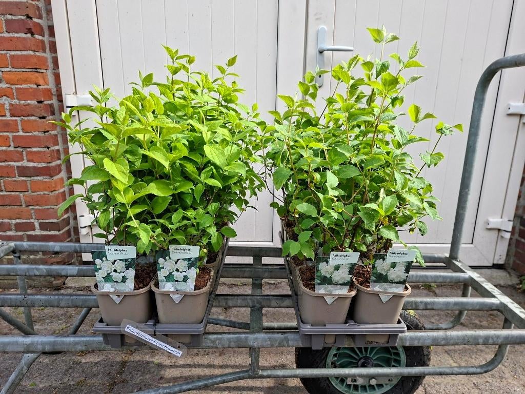 Mooie soorten Philadelphus (Boerenjasmijn) in pot!, Tuin en Terras, Planten | Struiken en Hagen, Ophalen, Overige soorten, Minder dan 100 cm
