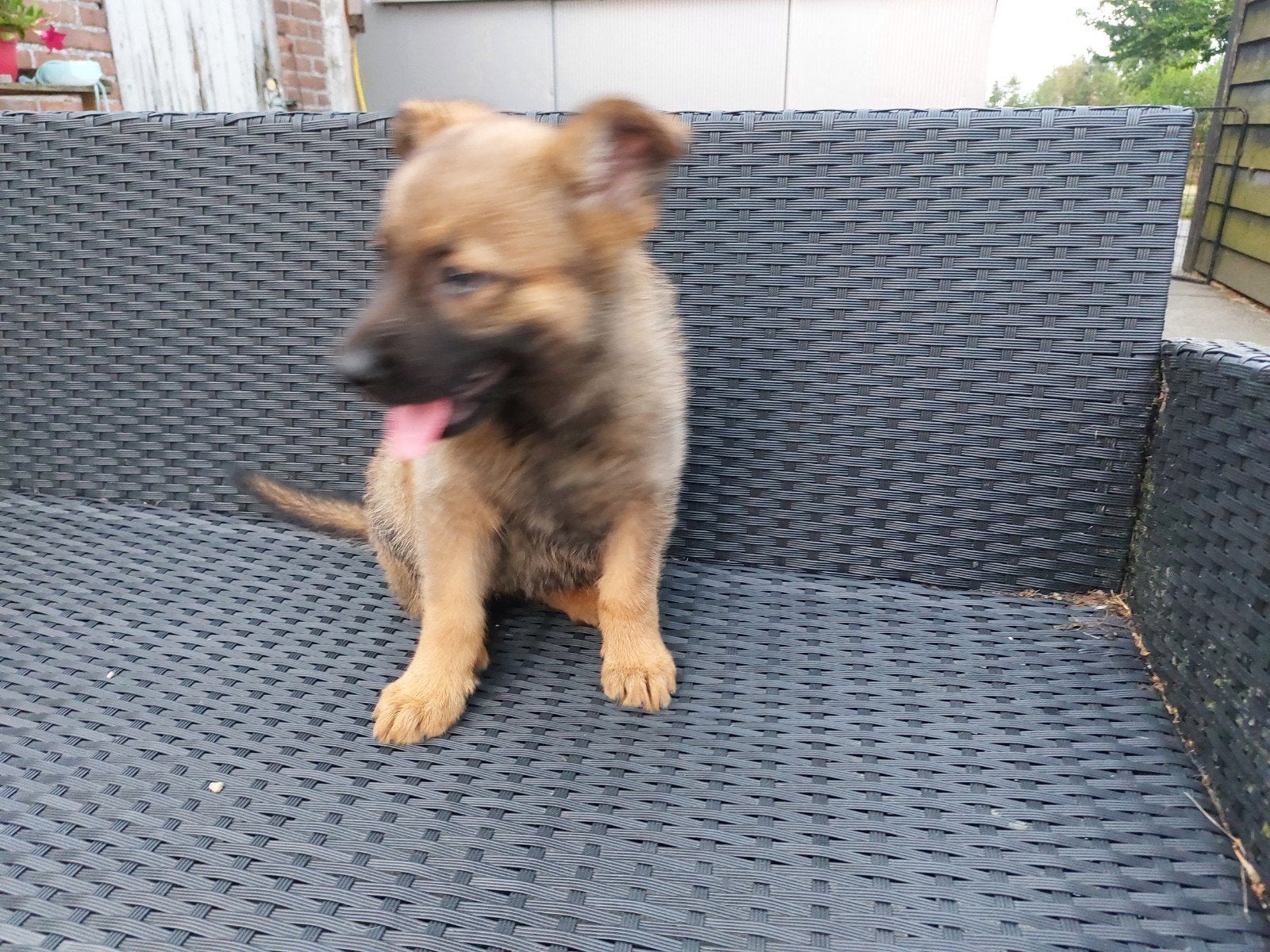 Twee Prachtige heder pups geboren 7 mei, Dieren en Toebehoren, Honden | Herdershonden en Veedrijvers, Parvo, 8 tot 15 weken, Meerdere