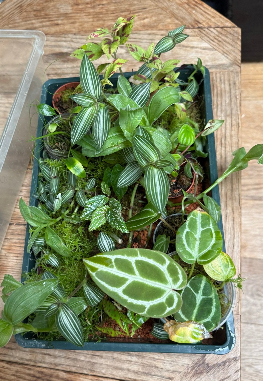 Stekjesbox - Diverse kamerplant stekjes, Huis en Inrichting, Ophalen of Verzenden, Halfschaduw, Minder dan 100 cm