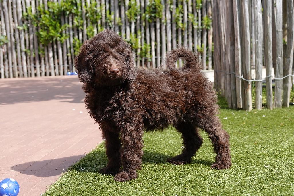 Kleine medium labradoodle pups (chocolade), Dieren en Toebehoren, Honden | Retrievers, Spaniëls en Waterhonden, Parvo, België