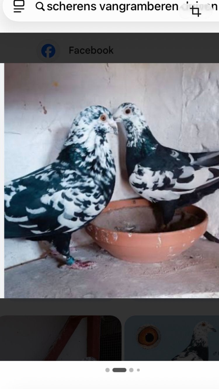Scherens vangramberen gezocht, Dieren en Toebehoren, Vogels | Duiven, Mannelijk, Postduif