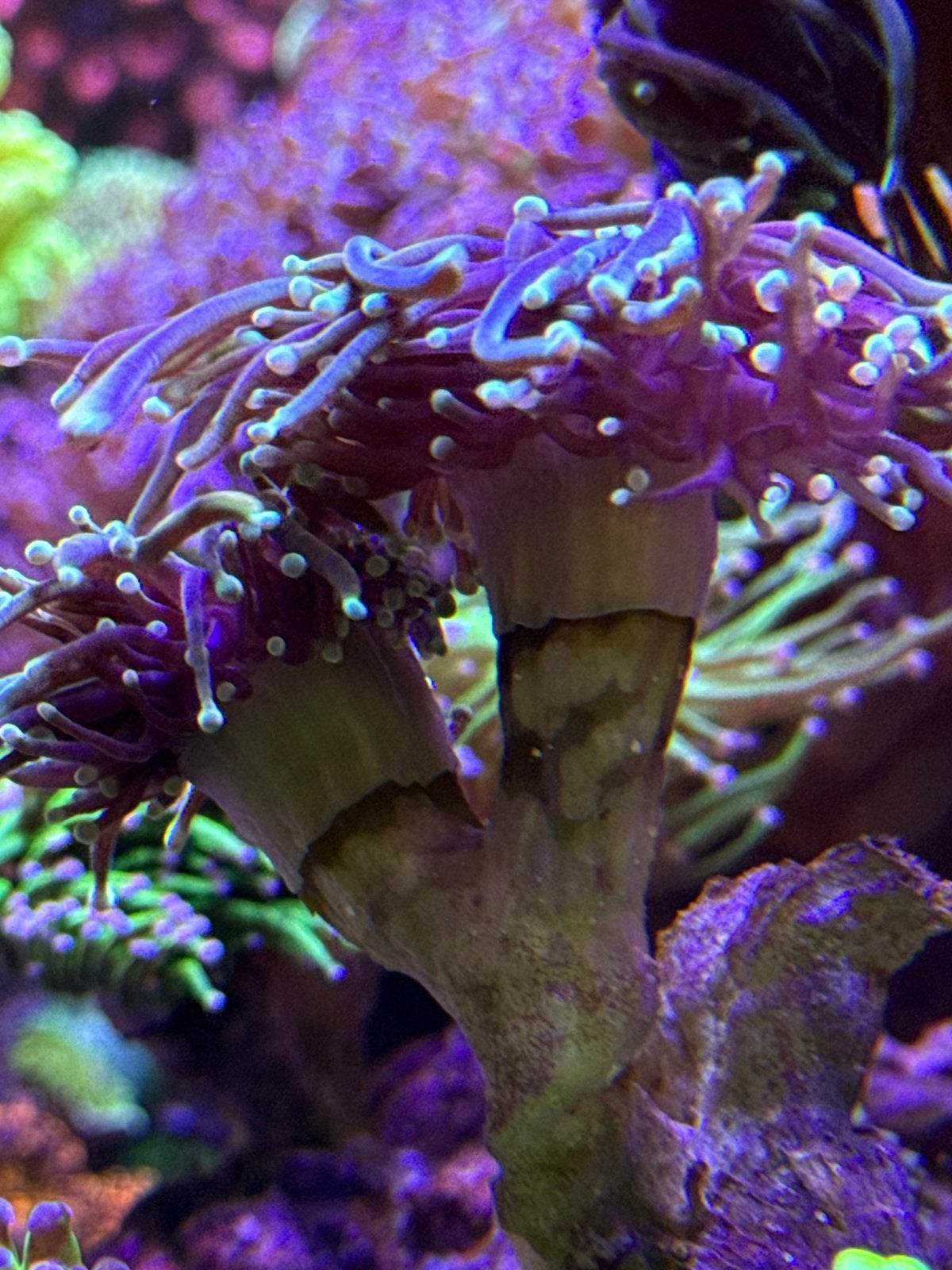 Gezonde Euphyllia Glabrescens Dragon Soul (2 koppen), Ophalen of Verzenden, Nieuw, Gevuld zeewateraquarium