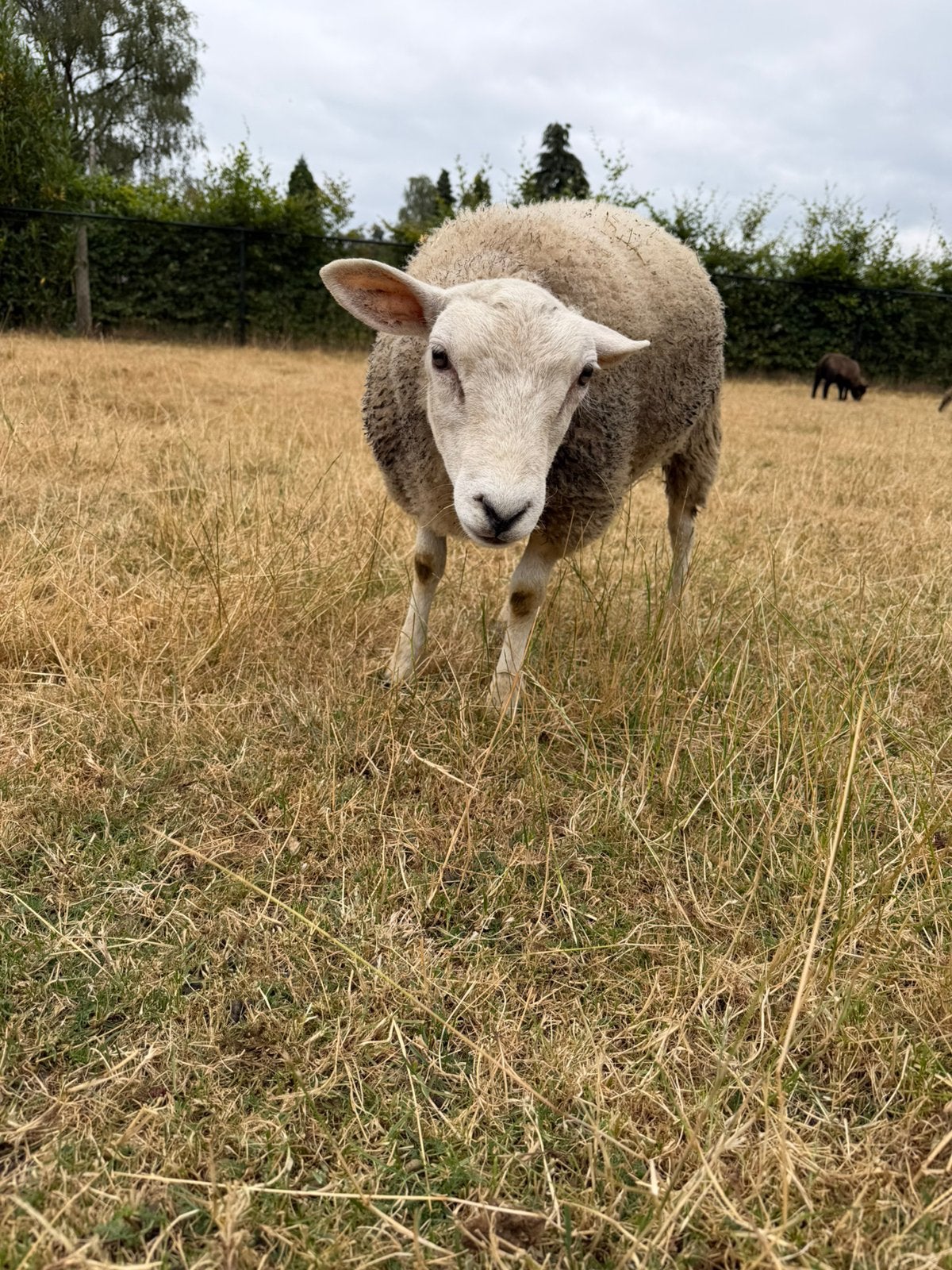 Texelaar ram, Mannelijk, Schaap