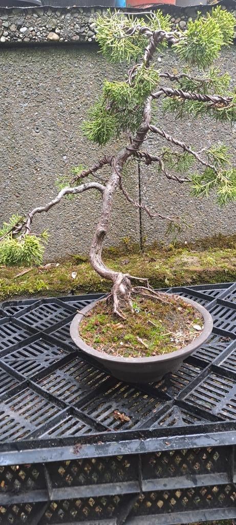Bonsai boom 5, Volle zon, Bloeit niet, Minder dan 100 cm, Overige soorten