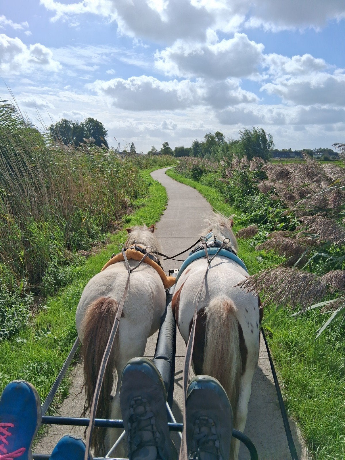 verzorger/menner gezocht, Ophalen, Nieuw