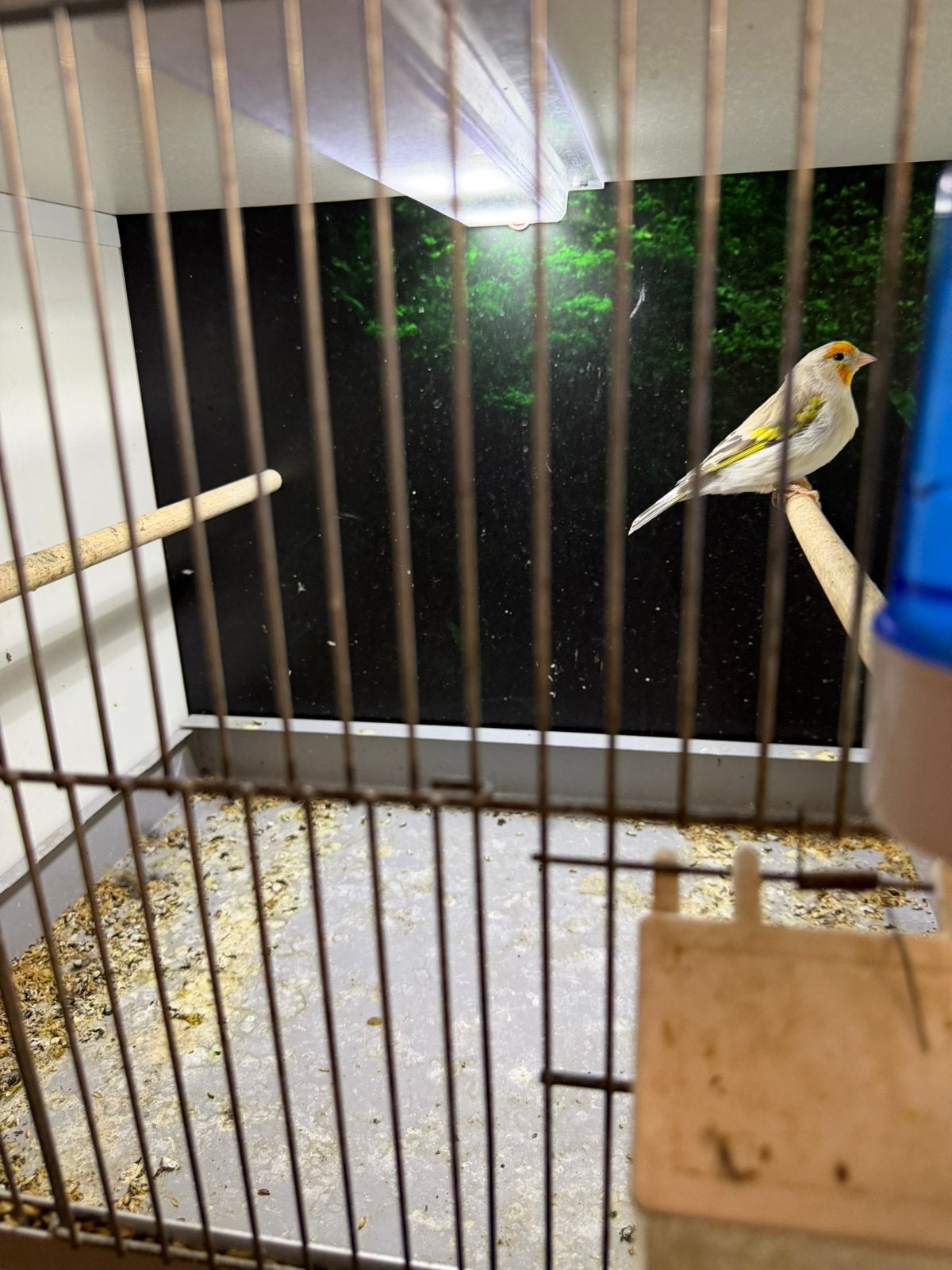 Putter x kanarie, Mannelijk, Wildzangvogel