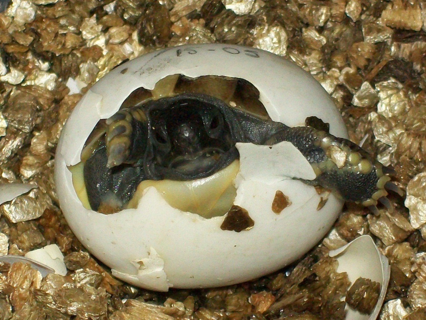 Prachtige, gezonde Griekse Landschildpadden. Nakweek 2026 Tortoise photo 8