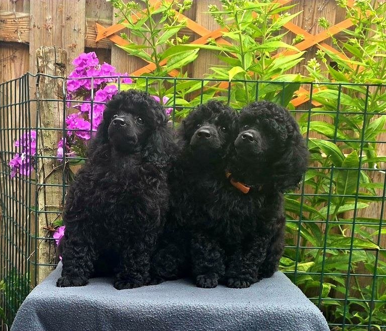 Prachtige zwarte dwergpoedel pup met FCI-stamboom!, Poedel, Parvo, Reu, 8 tot 15 weken