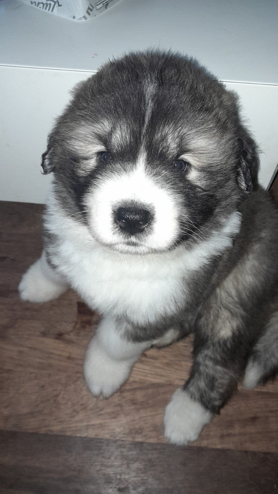 2 prachtige pup.(v).(evt bezorgd aan huis!), Overige rassen, Meerdere, Meerdere dieren, Nederland