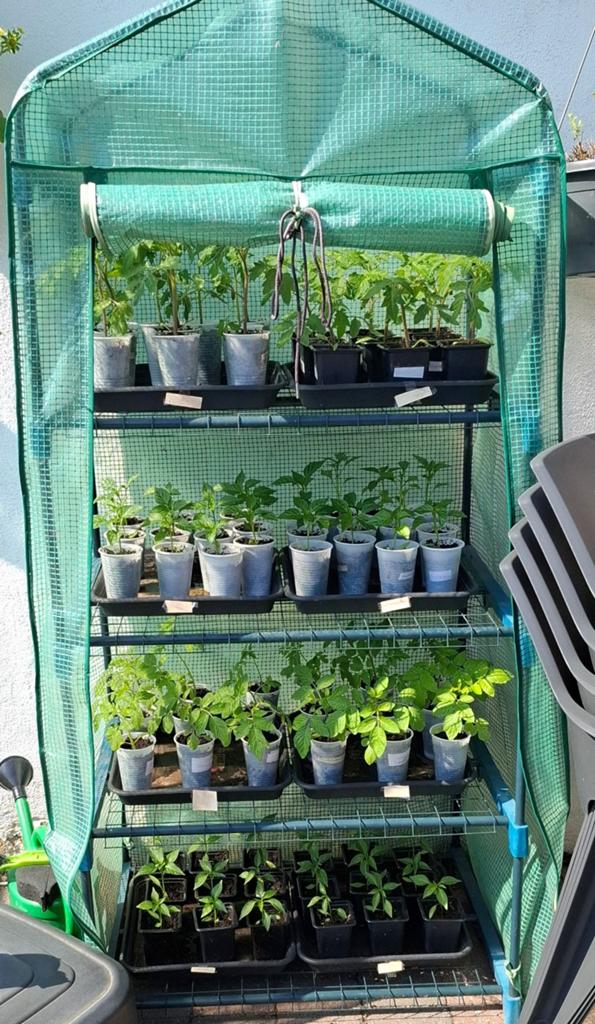 Planten, Tuin en Terras, Ophalen, Eenjarig, Groenteplanten, Volle zon