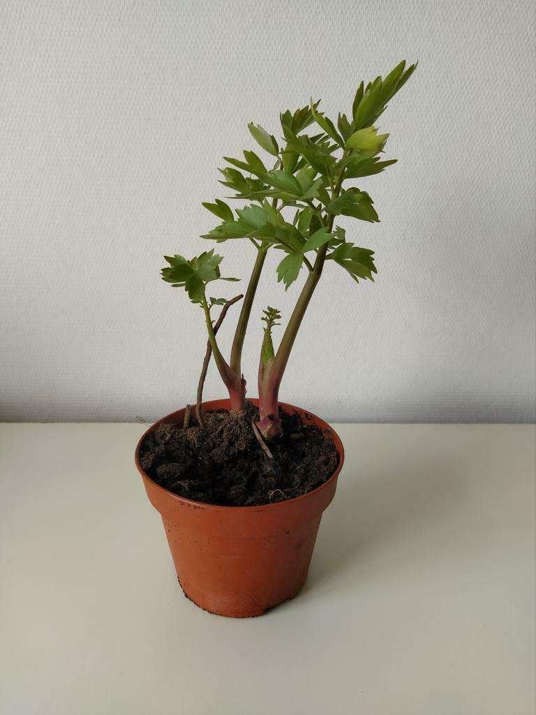 Maggi Plantjes of te wel "Lavas", Ophalen, Halfschaduw, Zomer, Groenteplanten