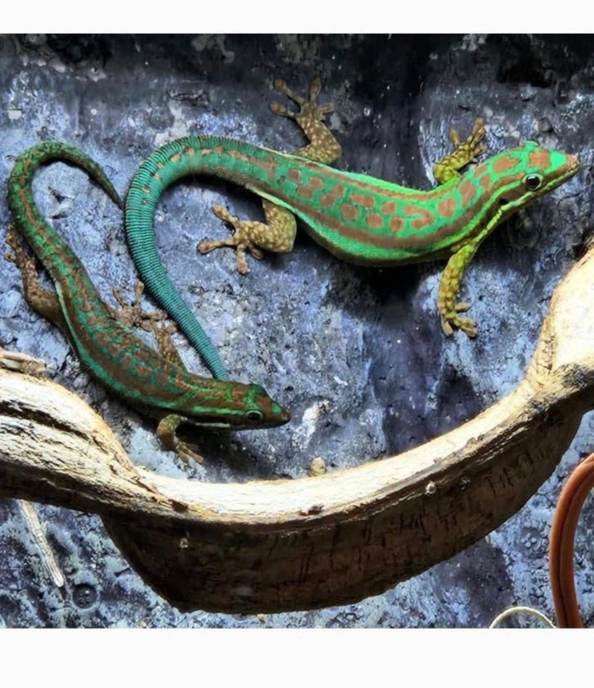 Koppeltje Phelsuma Cepediana, Dieren en Toebehoren, Reptielen en Amfibieën, Hagedis, Met terrarium, 0 tot 2 jaar