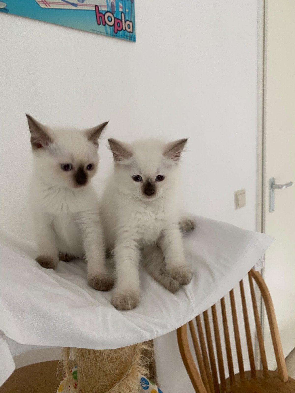 Siamees x Ragdoll kittens, Poes, Ontwormd, 0 tot 2 jaar