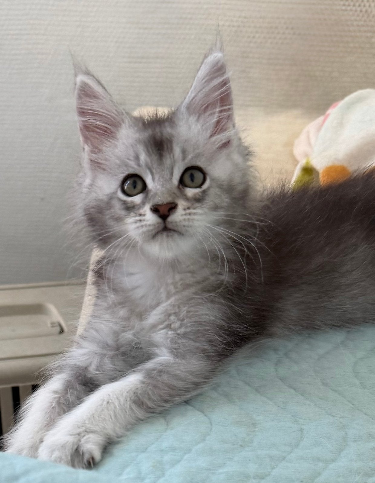 Supermooie black silver Maine Coon katertjes, Kater, Met stamboom, 0 tot 2 jaar