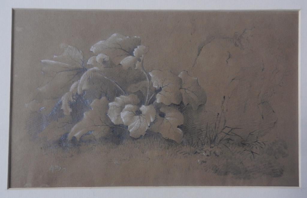 Tekening Plant met grote bladeren bij rots 1843 ongesigneerd, Ophalen of Verzenden