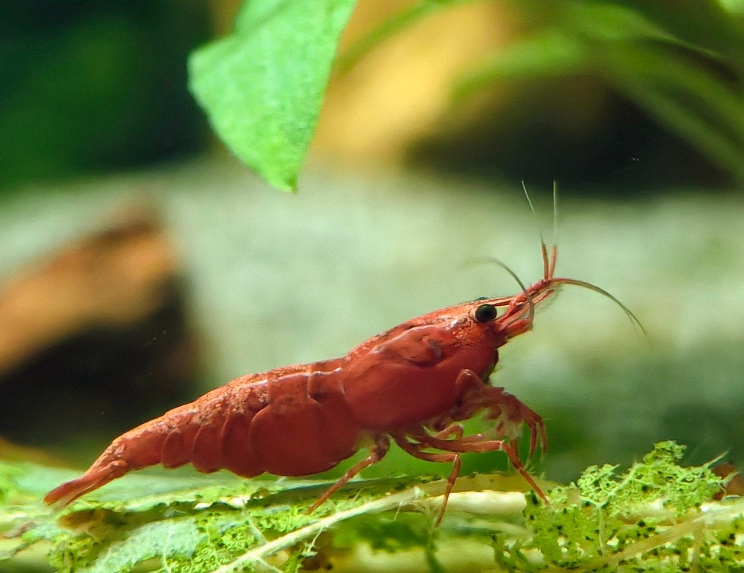 bloody mary garnalen, Kreeft, Krab of Garnaal
