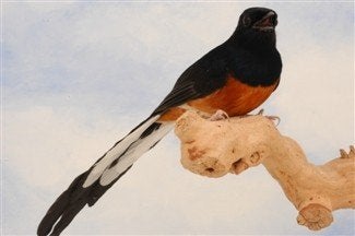 Gezocht Schamalijster man voor zang., Mannelijk