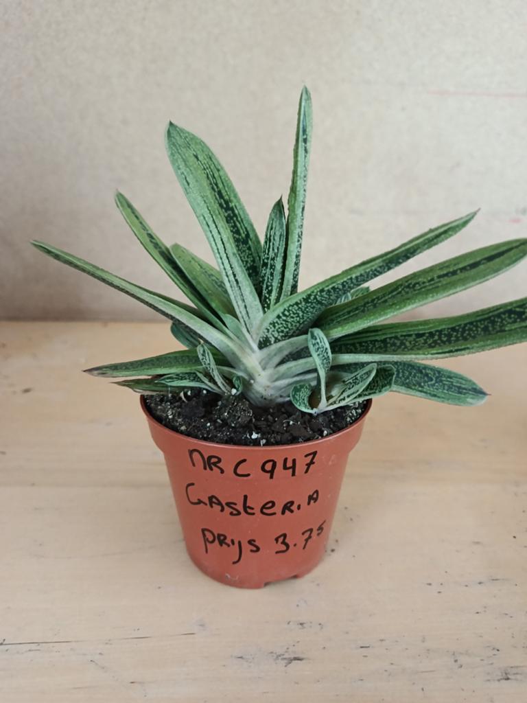 Gasteria little warthy potmaat 8.5 nummer c947, Ophalen of Verzenden, Halfschaduw, Minder dan 100 cm