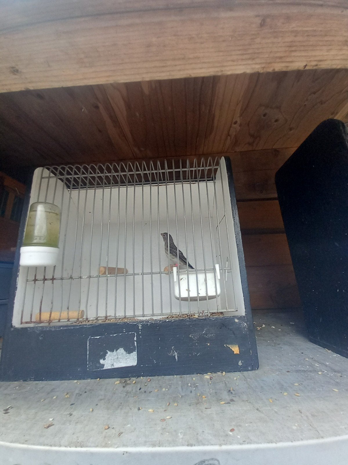 Bastaard edelzanger, Ophalen, Metaal, Vogelkooi