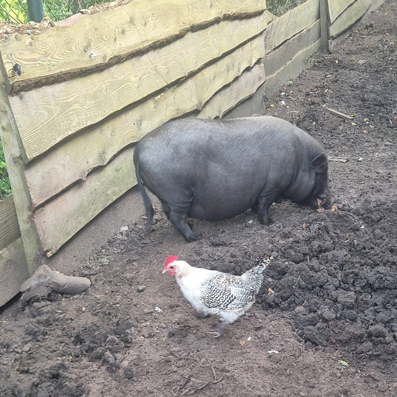 2 hangbuikzwijnen, Dieren en Toebehoren, Vrouwelijk, Overige soorten