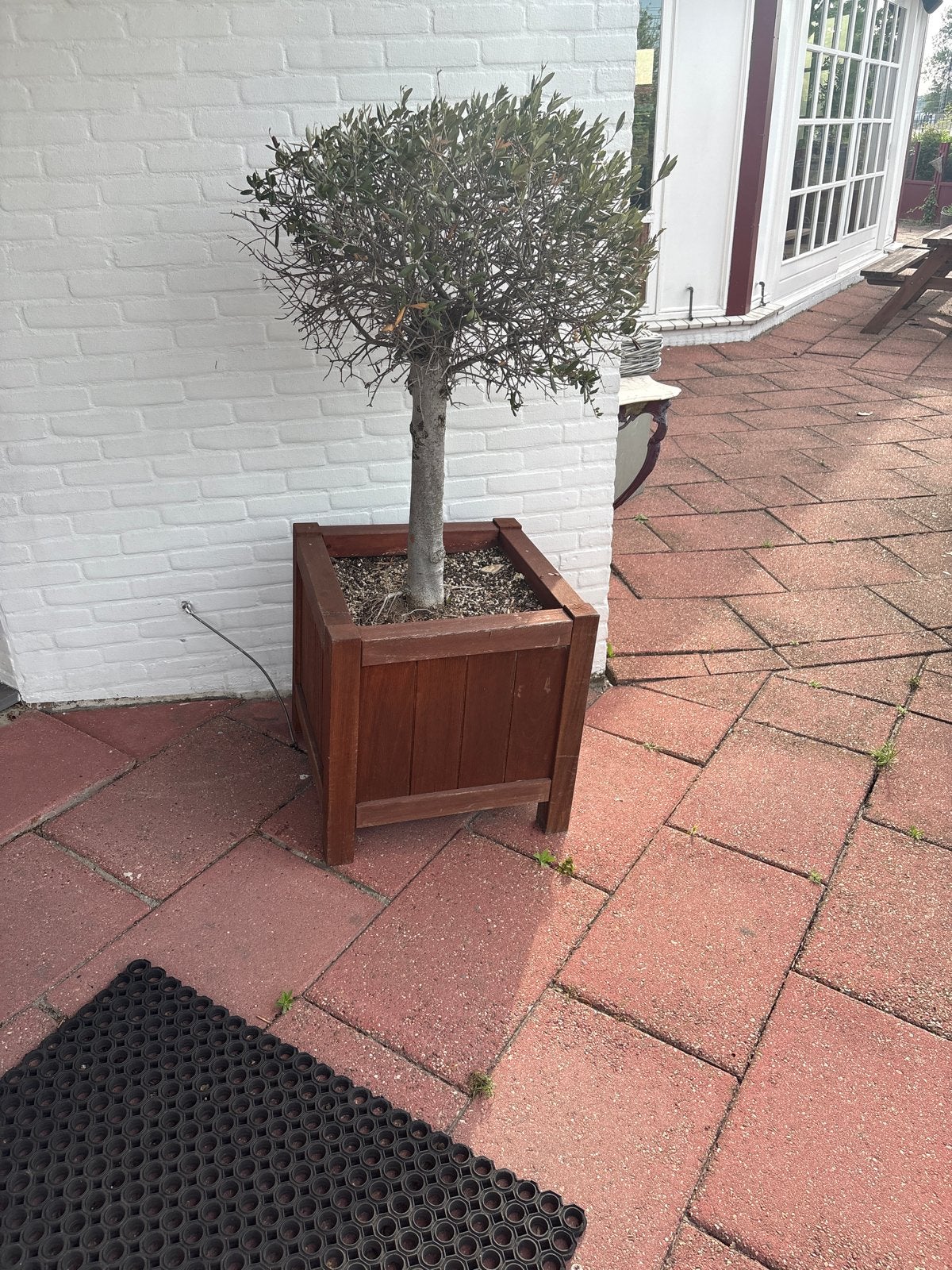 Olijfboom in houten plantenbak, Volle zon, Vaste plant, Bloeit niet, Ophalen