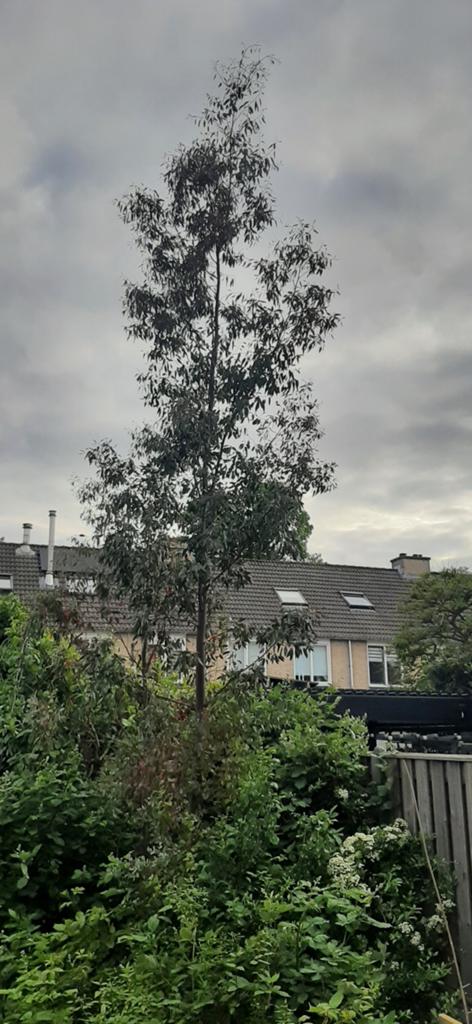 Eucalyptus boom 6 m, Tuin en Terras, Planten | Bomen, Ophalen, Lente, Volle zon, Overige soorten