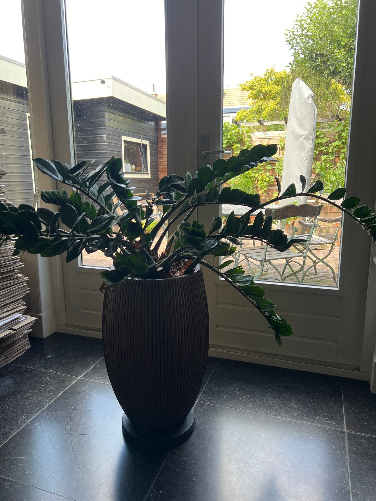 Grote Zamioculcas plant, Huis en Inrichting, Kamerplanten, Ophalen, 100 tot 150 cm, Overige soorten, Halfschaduw