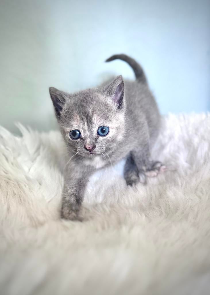 Kittens te koop Britse korthaar x Europese korthaar, Meerdere dieren, Ontwormd, 0 tot 2 jaar